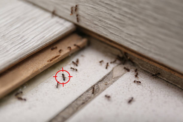 Best Pest Inspection Near Me  in Tecumseh, MI