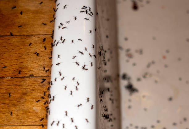 Best Pest Removal Services  in Tecumseh, MI